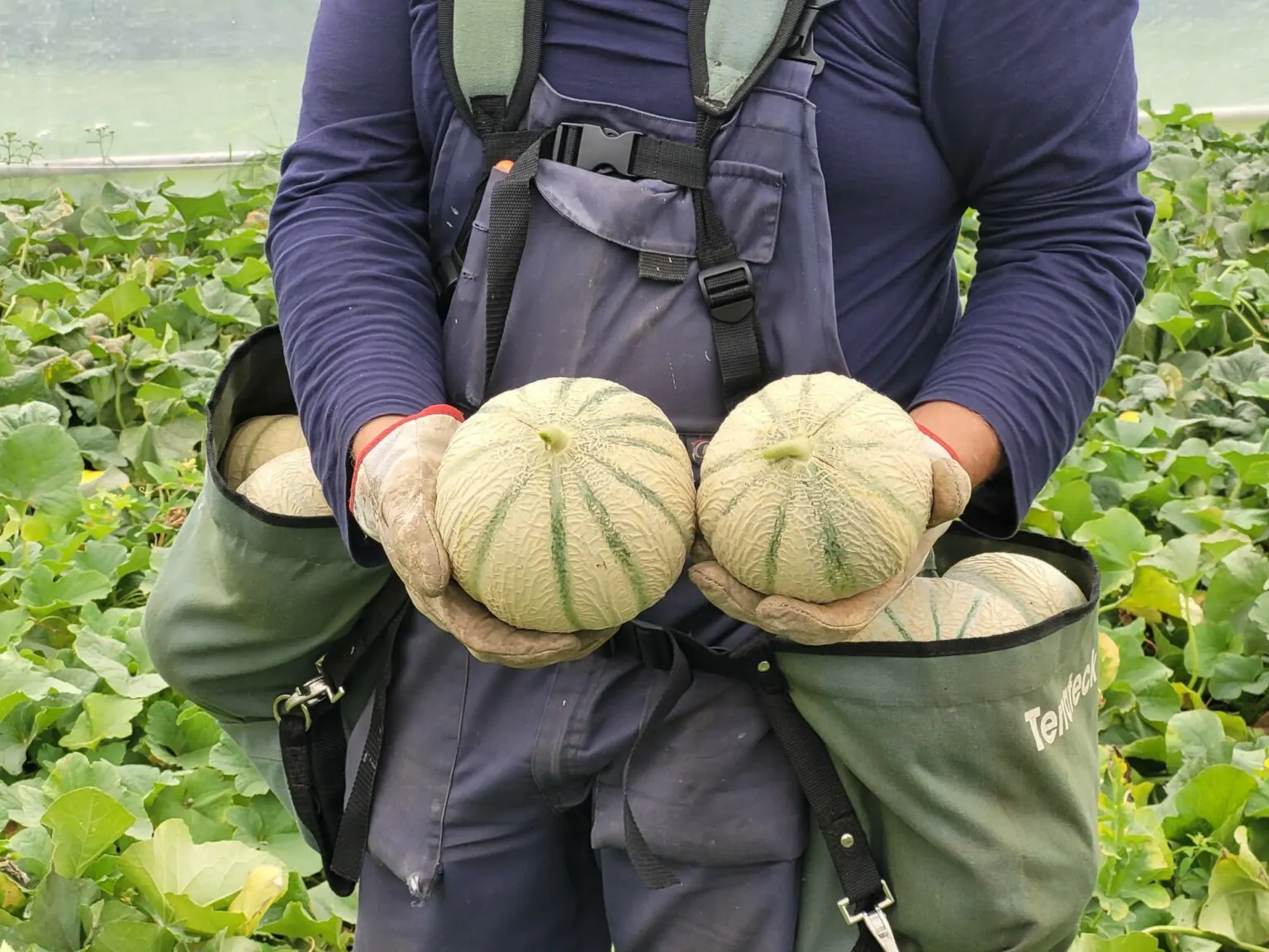Bio'Pic - Légumes frais